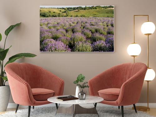 field with flowering lavender in countryside