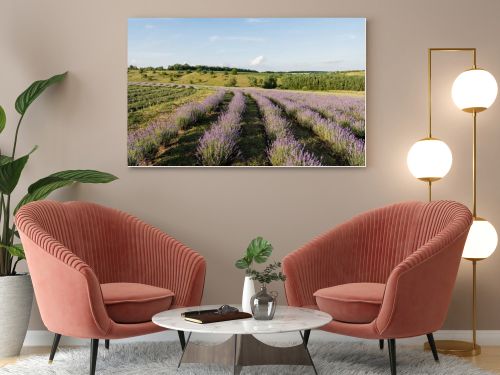 lavender bushes blooming in meadow in summer