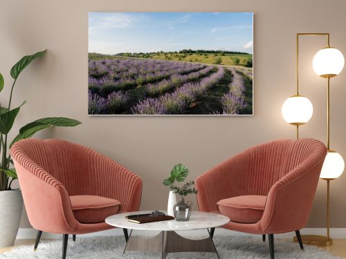 field with blossoming lavender under blue sky in farmland