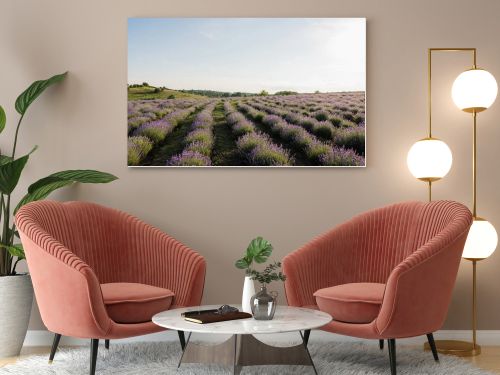 field with flowering lavender in countryside