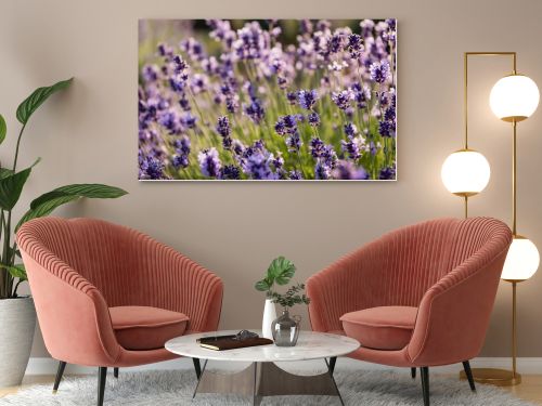 close up view of lavender plants flowering in field