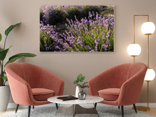 high angle view of lavender bushes blooming in meadow