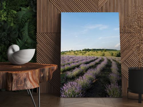 blooming lavender bushes under blue sky in farmland