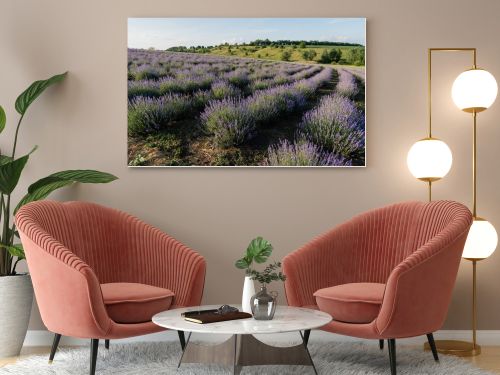 purple lavender flowers blooming on summer day