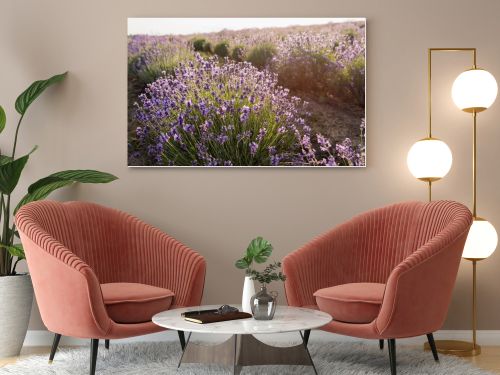 purple lavender flowers in meadow on summer day