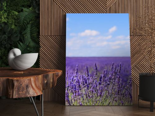 Lavender flower blooming fields horizon. Valensole Provence, Fra