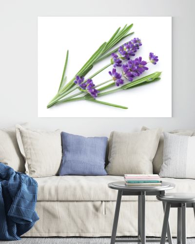 Lavender flowers isolated over white background. View from above