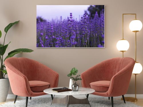 Lavender flowers in field