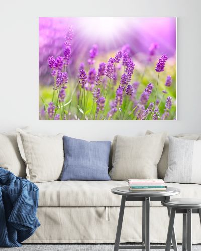 Beautiful lavender bathed in sunlight