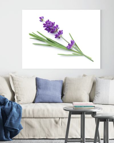 Lavender flower isolated over white background. Top view, flat lay