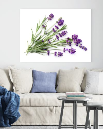 Lavender isolated on white background. Flat lay. Top view