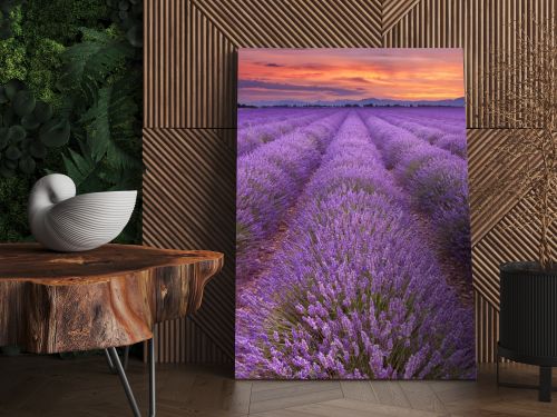 Sunrise over blooming fields of lavender in the Provence, France