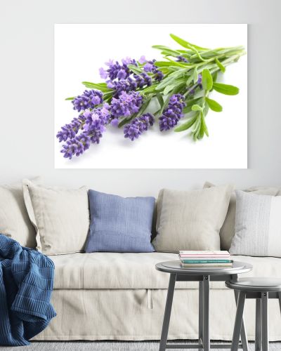 Lavender flowers on a white