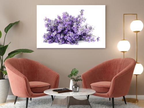 Beautiful tender lavender flowers on white background