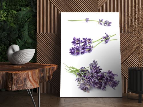 Set of lavender flowers on white background