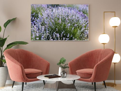 beautiful violet lavender flowers in field