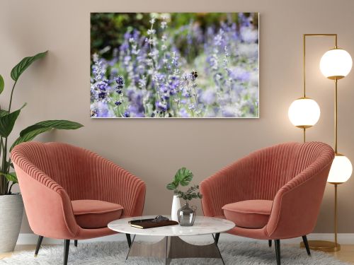 selective focus of blooming purple lavender flowers in summer