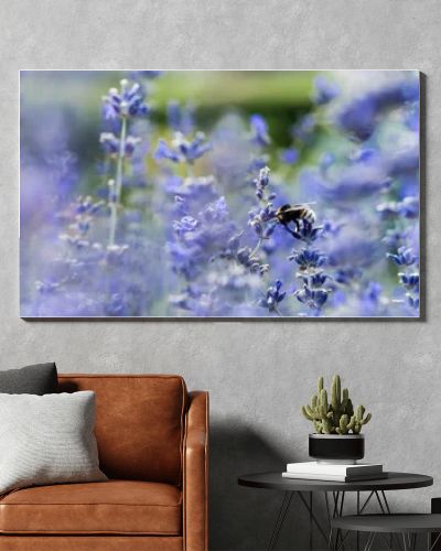 panoramic shot of blooming purple lavender flowers in summertime 