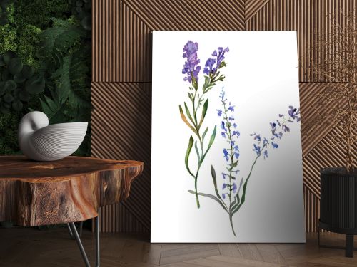 Purple lavender flowers. Wild spring wildflowers isolated on white. Hand drawn lavender flowers in aquarelle. Watercolor background illustration.