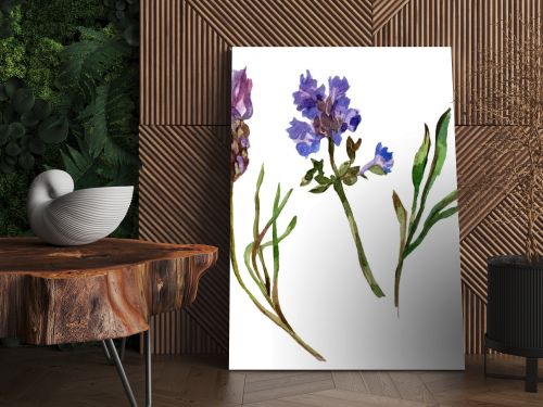 Purple lavender flowers. Wild spring wildflowers isolated on white. Hand drawn lavender flowers in aquarelle. Watercolor background illustration.