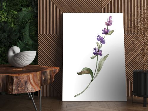 Purple isolated lavender flower. Watercolor background illustration element.