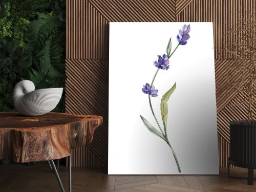 Purple isolated lavender flower. Watercolor background illustration element.