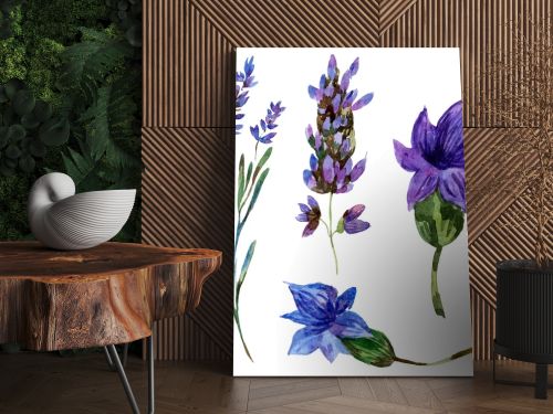 Beautiful purple lavender flowers isolated on white. Watercolor background illustration. Watercolour drawing fashion aquarelle isolated lavenders illustration element.