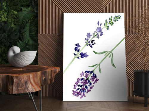 Violet lavender floral botanical flower. Watercolor background illustration set. Isolated lavender illustration element.