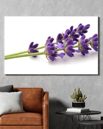 Lavender flowers  isolated on white background