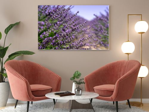 Blooming lavender in a field, close-up