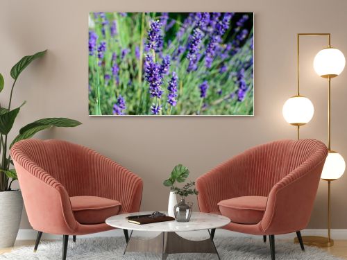 Many small blue lavender flowers in a garden in a sunny summer day photographed with selective focus, beautiful outdoor floral background