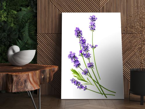 A composition of several lavender flowers isolated on a white background.