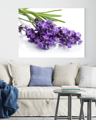 Lavender flower isolated