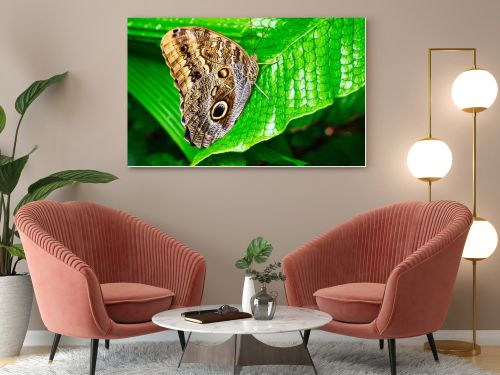 Butterflies on beautiful plants while lingering in the sunshine