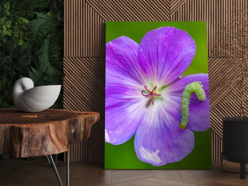 A green caterpillar on a purple flower, colorful insect in the garden
