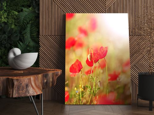 Meadow with red poppy flowers