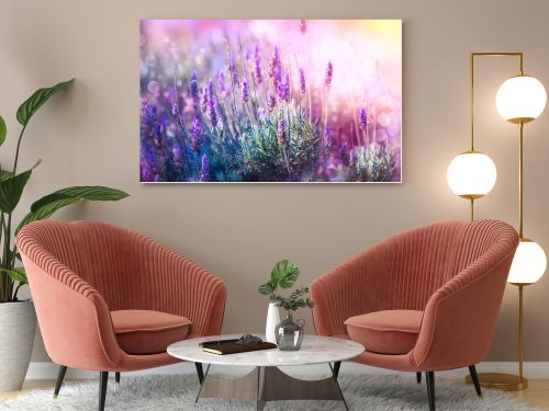 Lavender Flowers Field. Growing and Blooming Lavender