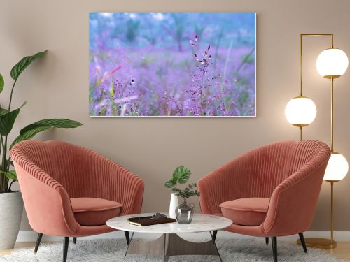  pink  grass flower  blooming with dew drops  