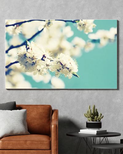 Apricot tree flower