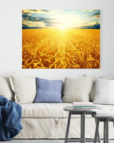 the wheat  background