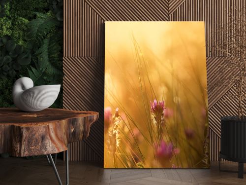 Meadow at sunset