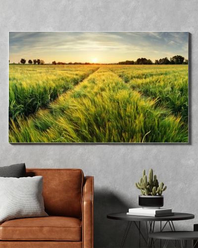 Rural landscape with wheat field on sunset