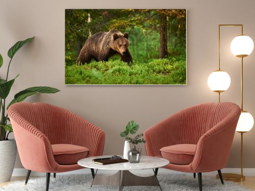 Brown bear in the forest