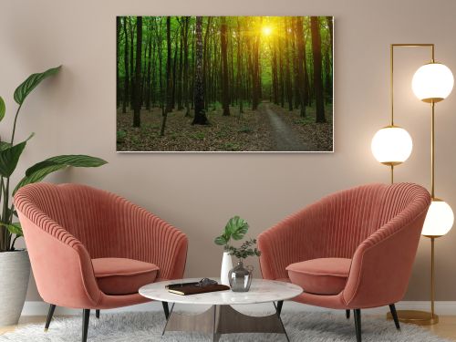 Forest with sunlight. 