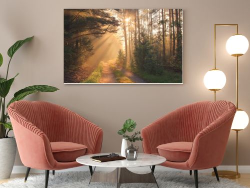 Sun rays in forest