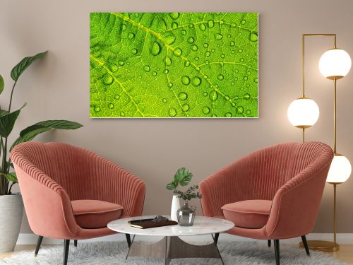 Water drops on fresh green leaf textur background