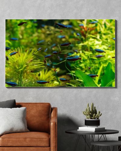 small fishes swimming under water among green seaweed in aquarium, panoramic shot