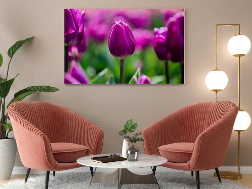 selective focus of beautiful purple colorful tulips