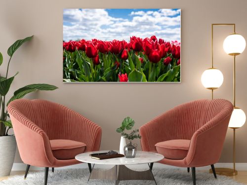 colorful red tulips against blue sky and clouds