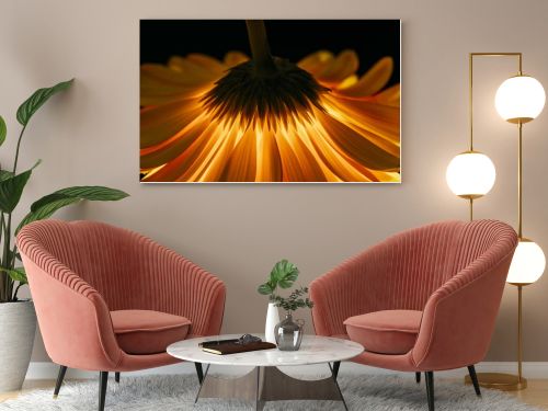 beautiful gerbera flower isolated on black